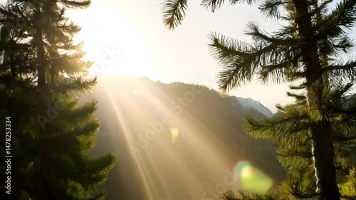 Sunlight Streaming Through Pine Trees in Mountain Landscape