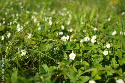 Wild strawberries plants blooming outdoors in the nature