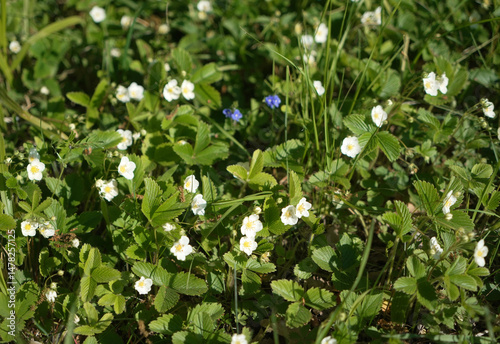 View of blooming forest strawberries with grass and blue wildflowers