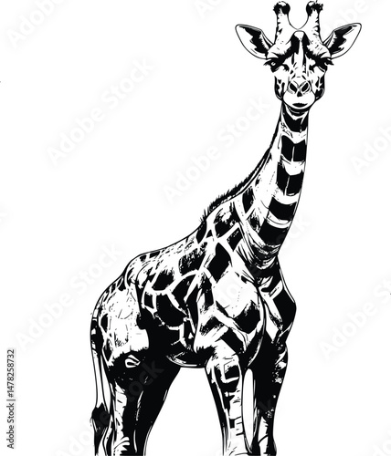 Illustration of a giraffe on a white background