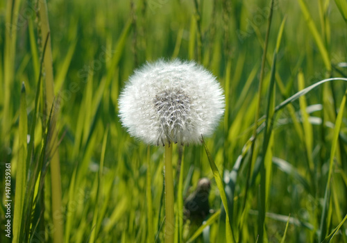 Dandelion flower macro view on a field in the green meadow