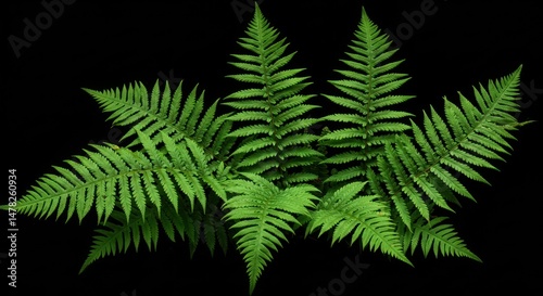 Green fern detail against black background