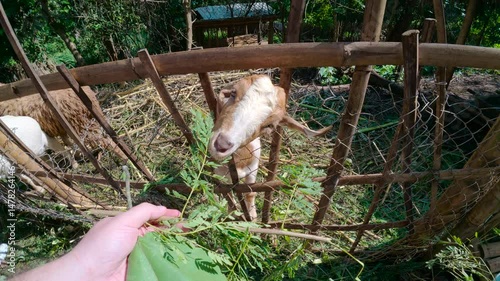 A goat in the Karen tribe village in Chiang Mai, Thailand, eating fresh leaves from a person's hand through a wooden fence.