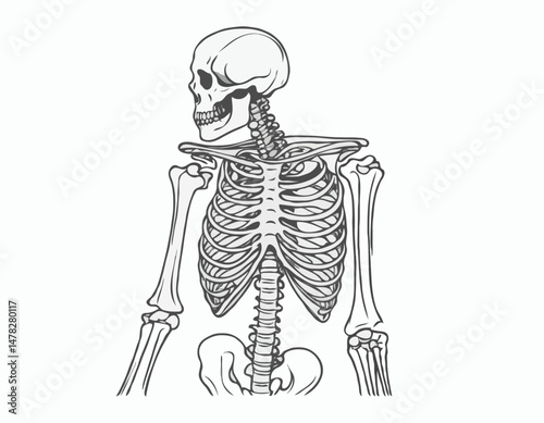 Line Art Human Skeleton Illustration