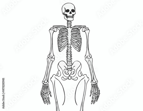 Line Art Human Skeleton Illustration