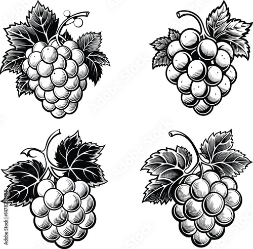 Four Grape Clusters Illustrations
