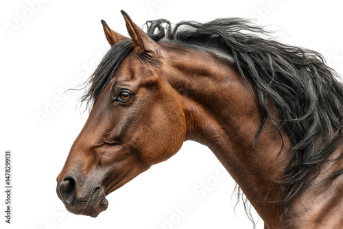 PNG Majestic brown horse portrait with black mane on black background photo