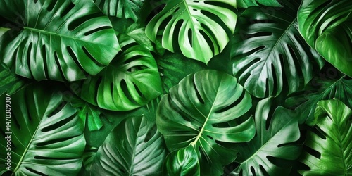 Wallpaper Mural Green Monstera Deliciosa Leaves Offers Tropical Wallpaper Design And Floral Arrangement Torontodigital.ca