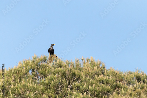 En la copa del pino un elegante Mirlo común (Turdus merula)