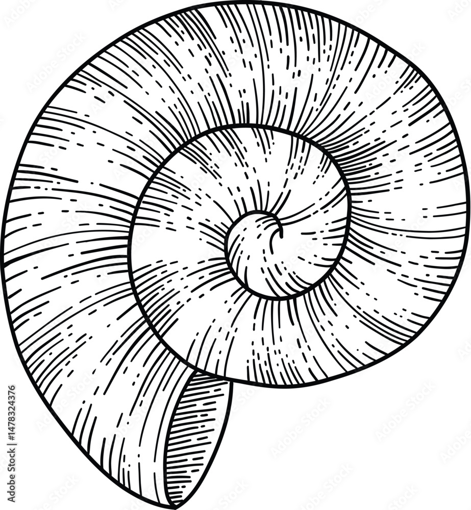 Obraz premium Seashell vector icon. Hand drawn illustrations of engraved line. Collection of realistic sketches various mollusk sea shells different forms on white background
