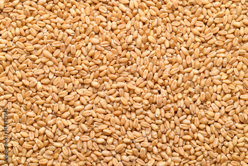 Whole wheat grain texture background, Food ingredient