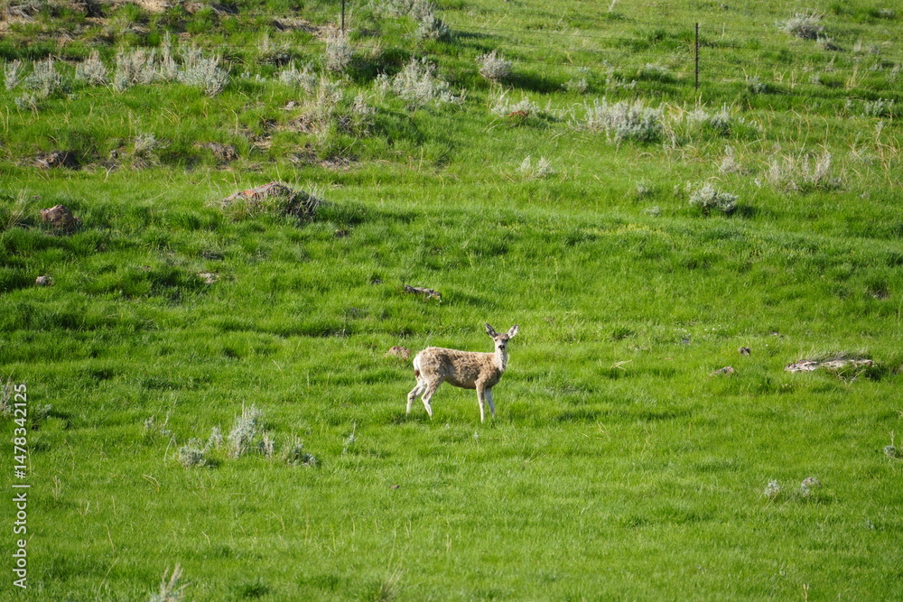 Fototapeta premium white tailed deer
