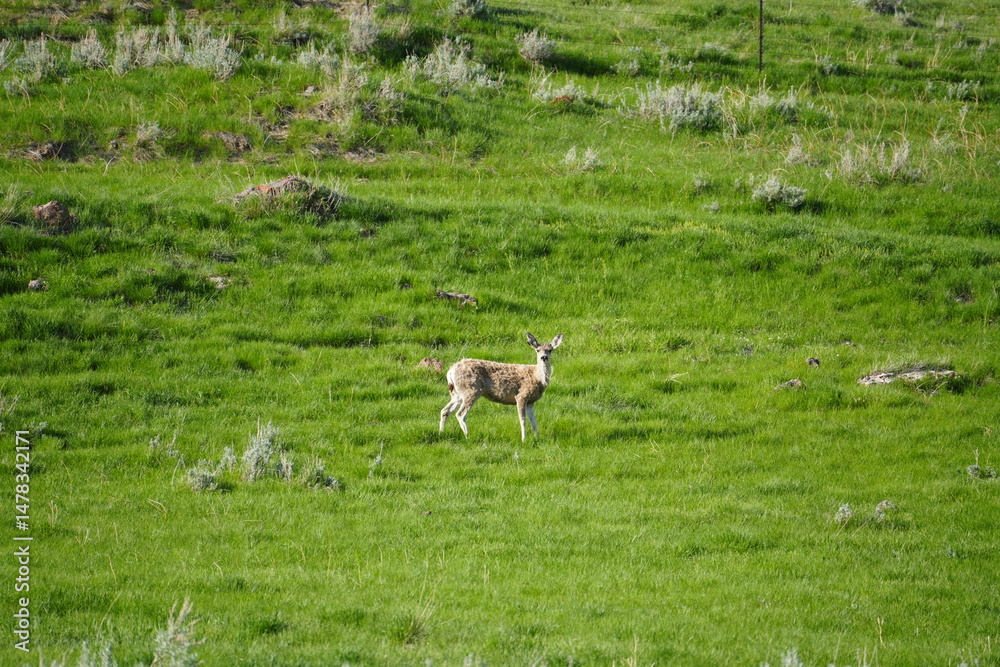 Fototapeta premium white tailed deer