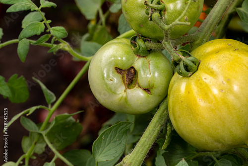 Green tomato deformed with catfacing and zippering problem. Gardening, blemished produce, garden disease and disorder concept. 