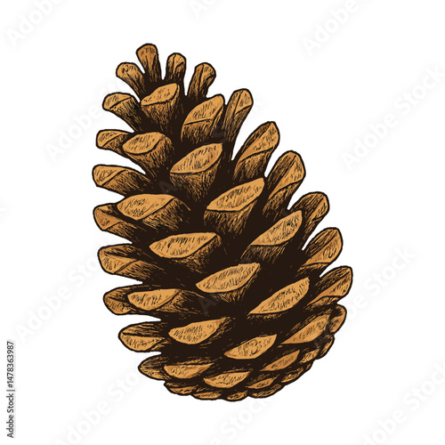Pine Cone Vector – Side View of Natural Seed Cone