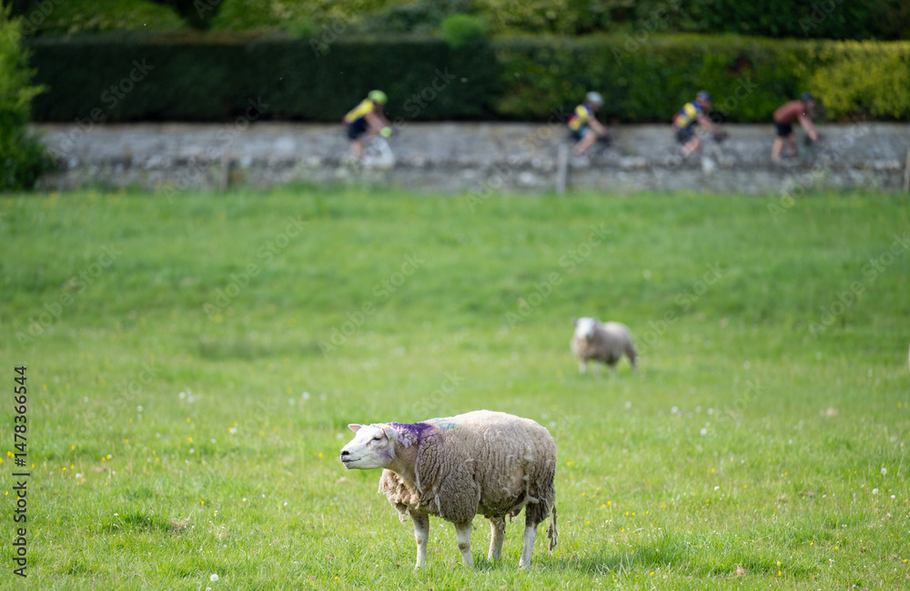 Obraz premium Two sheep in a field with thick coat of wool. grazing. 