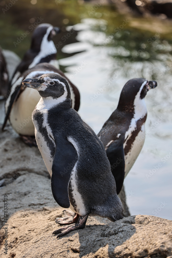Naklejka premium penguin on the beach
