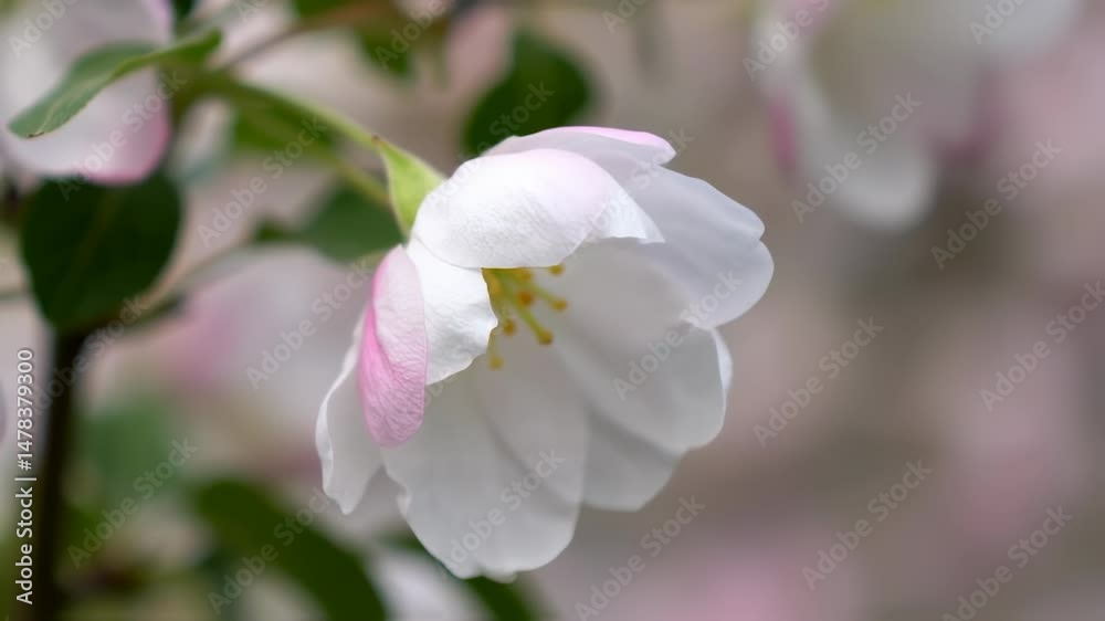 Beautiful wild plum fruit flower blooming Beautiful wild plum fruit flower blooming