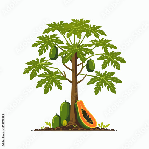 papaya tree vector illustration