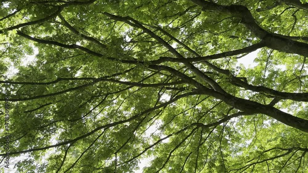 Beautiful tree with green leaves, camera moving left Beautiful tree with green leaves, camera moving left