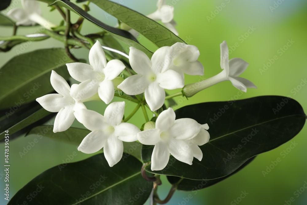 Obraz premium Beautiful jasmine plant with flowers on blurred background, closeup