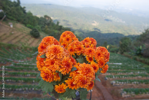 Hardy Garden Mum flowers in the mountains | Chrysanthemum