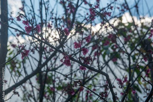 Flowers of Formosan cherry | Prunus campanulata Maxim
