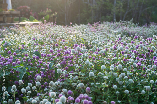 bed of Bachelor's-button | Gomphrena globosa L