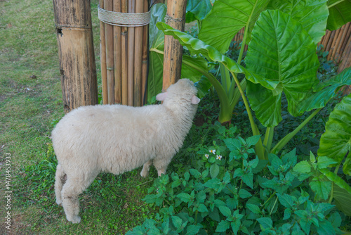 sheep in the farm