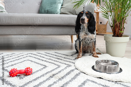 Cute cocker spaniel with pe...