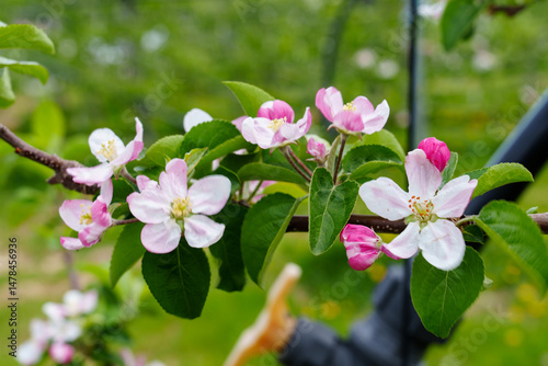 Apple Blossoms in Spring