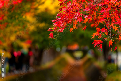 A picture of the autumn leaves season in Japan, which is the time when tourists come to visit this festival, the leaves are both red and yellow, travel.