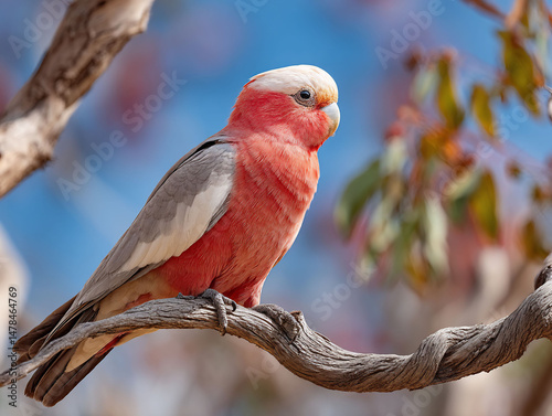 Rosebreasted cockatoo perched elegantly on a branch photo
