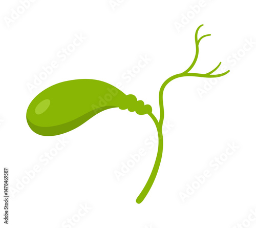 Human gallbladder cartoon stylized vector illustration. Anatomical gall bladder body organ symbol on white background. Drawing human gall bladder for medical, infographic childrens education design