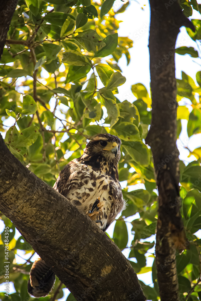 Obraz premium mixed hawk