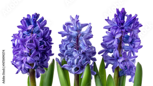 Violet Hyacinth Flowers Set Isolated on Transparent Background

