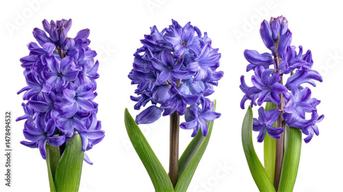 Violet Hyacinth Flowers Set Isolated on Transparent Background

