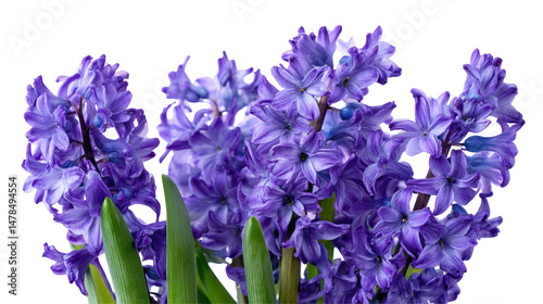 Violet Hyacinth Flowers Set Isolated on Transparent Background

