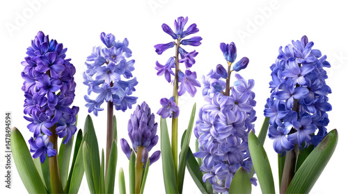 Violet Hyacinth Flowers Set Isolated on Transparent Background

