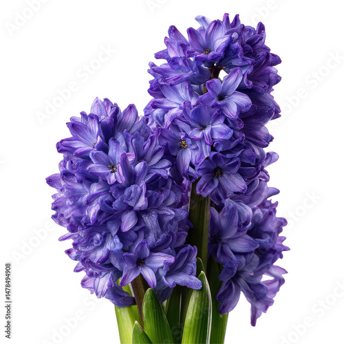 Violet Hyacinth Flowers Set Isolated on Transparent Background

