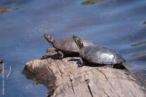 Turtles on shoreline on artifical turtle reef called Turtle Island and Turlte Beach made by creative people
