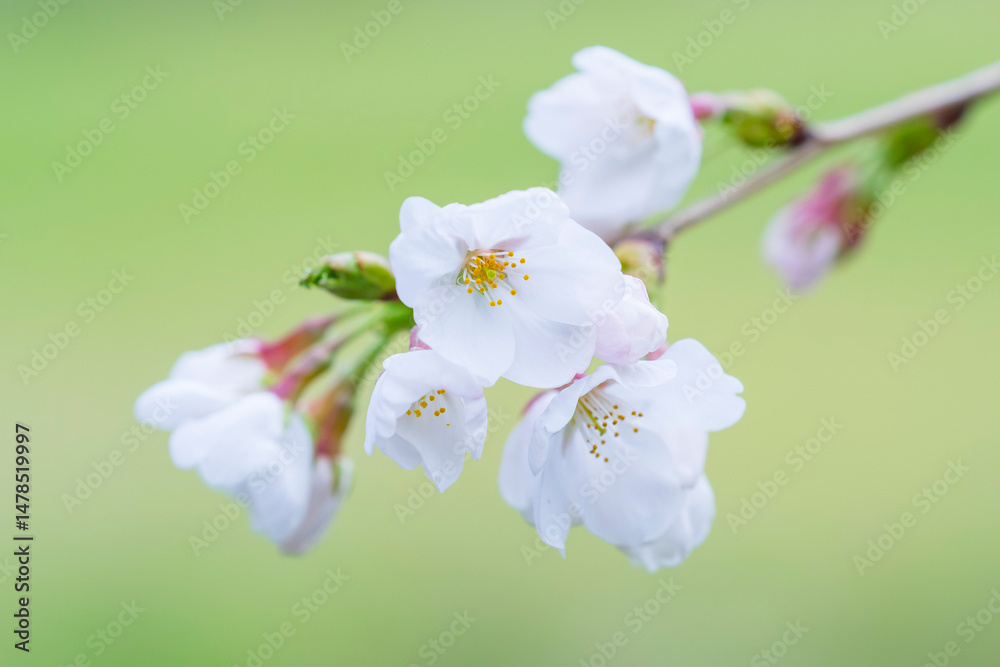 Fototapeta premium 咲き始めの桜の花 ソメイヨシノ