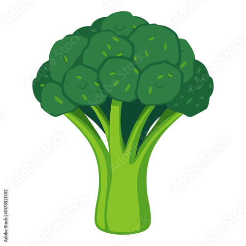 A vibrant green head of broccoli with a thick stalk.