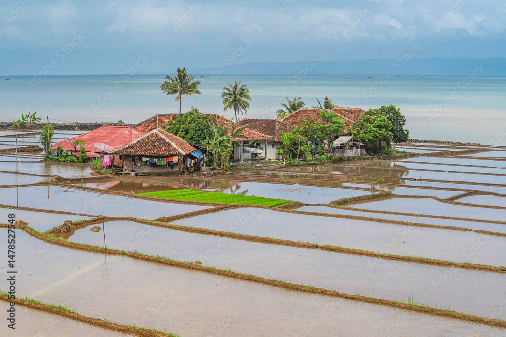 Obraz premium Settlement in the middle of rice fields.