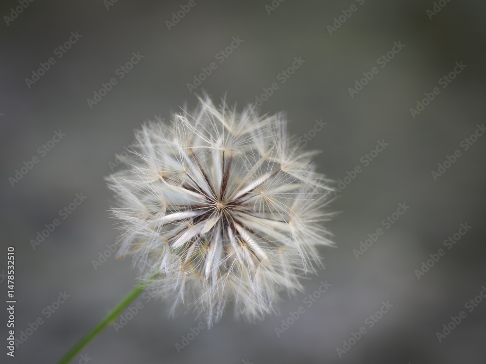 Fototapeta premium Close Up of the Seed Head of a Texas Dandelion Photographed with a Shallow Depth of Field