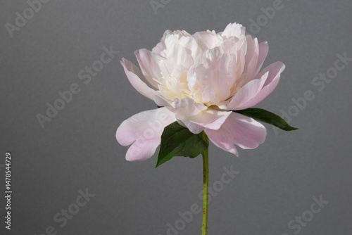 シャクヤク　芍薬　花　スタジオ　グレー