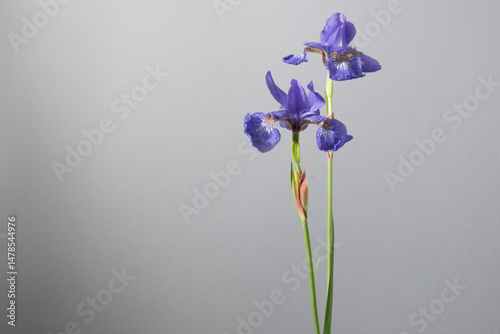 あやめ　アヤメ　花　スタジオ　グレー