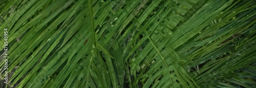 Intricate texture of vibrant green palm leaf Close-up view , texture, illustration, vector