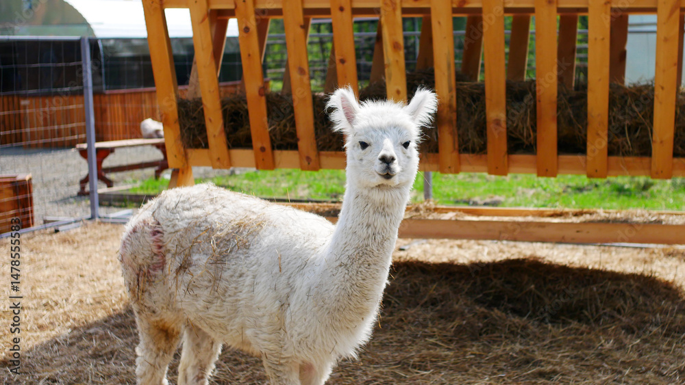 Obraz premium A cute white female alpaca on the farm