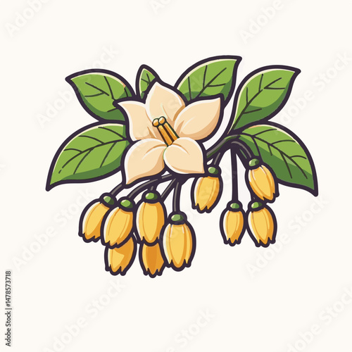 plant, blossom, flora, nature, aromatherapy, bloom, natural, flower, leaf, yellow, aroma, cananga, tropical, beauty, botanical, isolated, green, perfume, spa, background, organic, essential, oil, frag